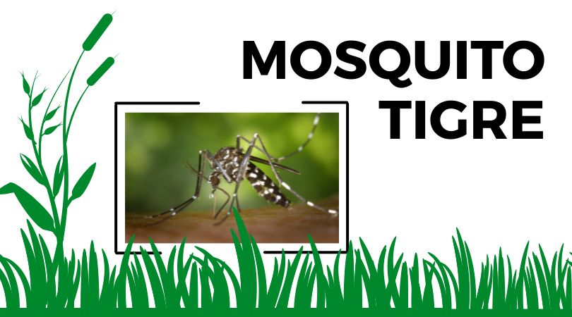 banner mosquito tigre