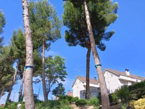 fin trtamiento procesioniaria (1)