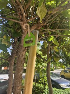 fin trtamiento procesioniaria (12)