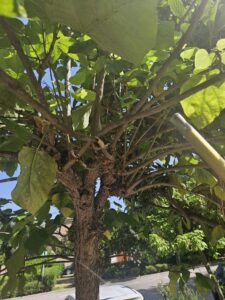 fin trtamiento procesioniaria (14)