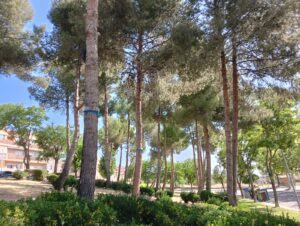 fin trtamiento procesioniaria (3)