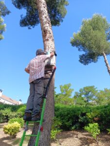 fin trtamiento procesioniaria (5)