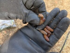 fin trtamiento procesioniaria (9)